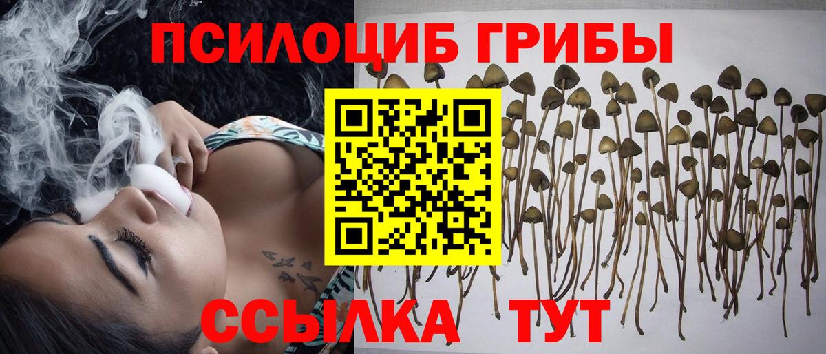 Псилоцибиновые грибы Psilocybe Советская Гавань
